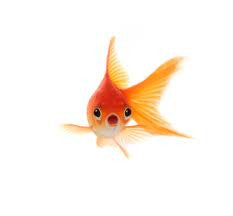 GoldFish